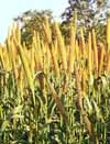 Organic Fertilizers
